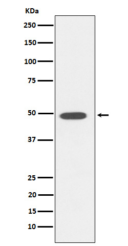 DP1 Antibody in Western Blot (WB)