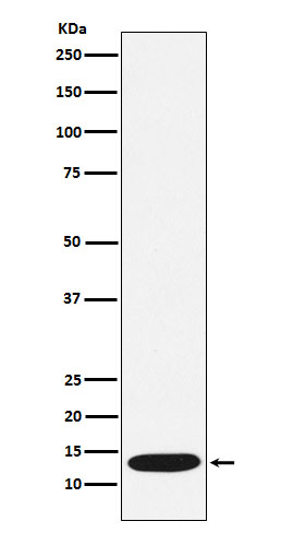 CCL21 Antibody in Western Blot (WB)