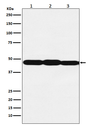 ELF3 Antibody in Western Blot (WB)