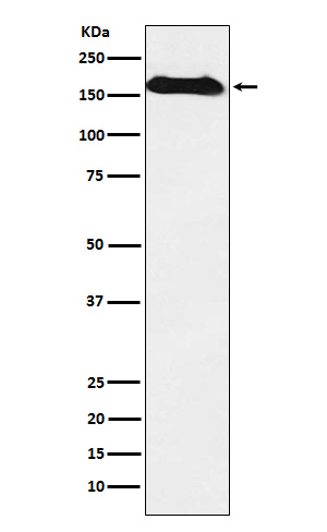 NAIP Antibody in Western Blot (WB)