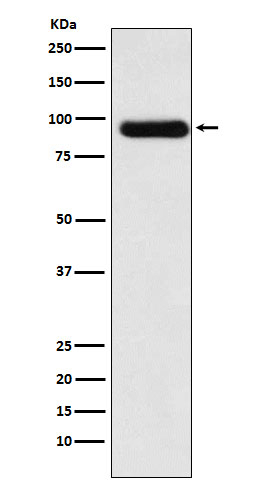 ACVR2A Antibody in Western Blot (WB)
