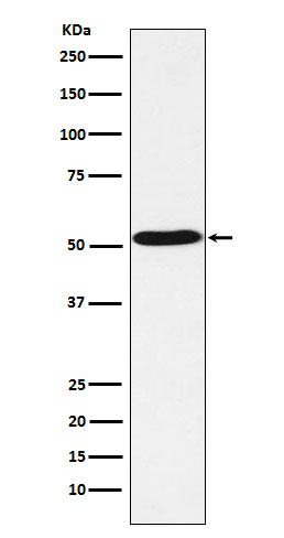 HTR7 Antibody in Western Blot (WB)