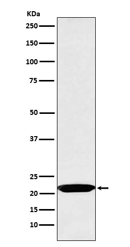 Oncostatin M Antibody in Western Blot (WB)
