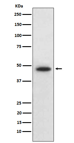 WNT5B Antibody in Western Blot (WB)