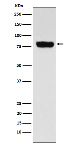 SLC22A3 Antibody in Western Blot (WB)