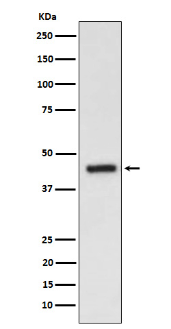 EDG3 Antibody in Western Blot (WB)