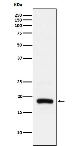 ARF5 Antibody in Western Blot (WB)