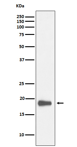 HMGN2 Antibody in Western Blot (WB)