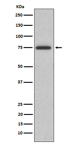 ABI2 Antibody in Western Blot (WB)