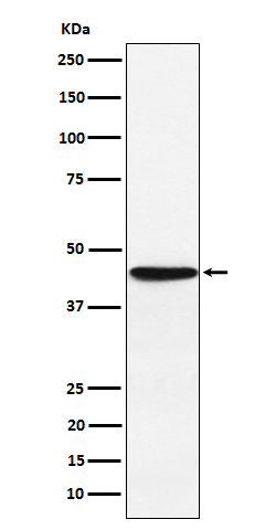 HLA-F Antibody in Western Blot (WB)
