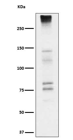 Neurocan Antibody in Western Blot (WB)