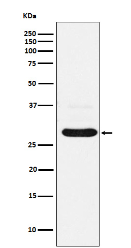 CHMP2B Antibody in Western Blot (WB)