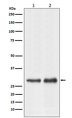 RPL7A Antibody in Western Blot (WB)