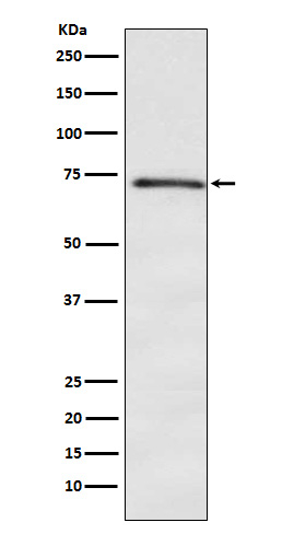 DOK1 Antibody in Western Blot (WB)