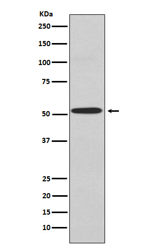 Kir2.1 (KCNJ2) Antibody in Western Blot (WB)