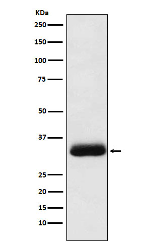 SNAP alpha Antibody in Western Blot (WB)