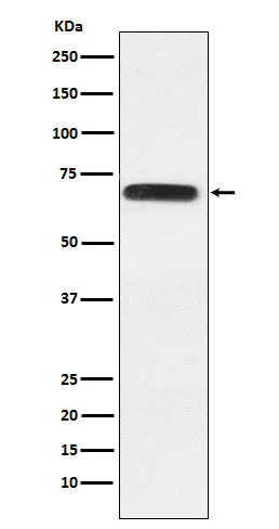 RACGAP1 Antibody in Western Blot (WB)