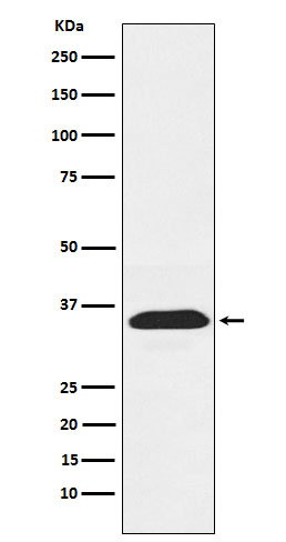 PEX19 Antibody in Western Blot (WB)