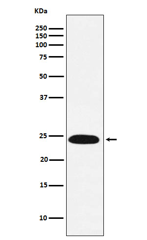 VPS28 Antibody in Western Blot (WB)