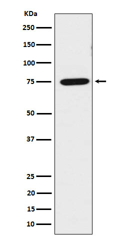 LPP Antibody in Western Blot (WB)