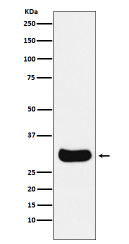 Gemin 2 Antibody in Western Blot (WB)