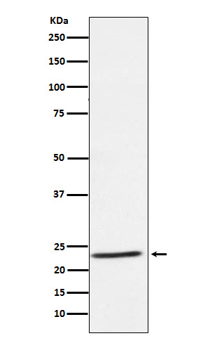 IL-32 Antibody in Western Blot (WB)