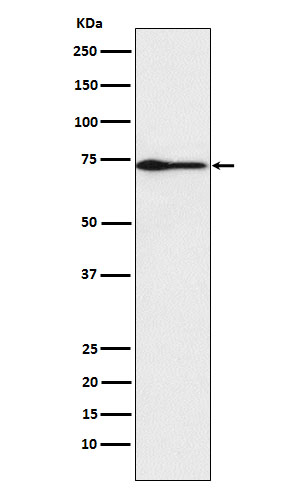 Protein S Antibody in Western Blot (WB)