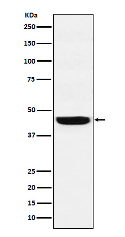 WDR4 Antibody in Western Blot (WB)