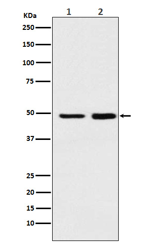 MAT2A Antibody in Western Blot (WB)