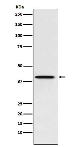 PCBP1 Antibody in Western Blot (WB)
