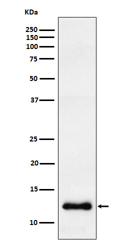 CCL23 Antibody in Western Blot (WB)