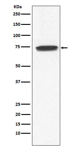 GUCY1A3 Antibody in Western Blot (WB)