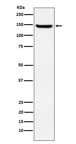 Jagged 2 Antibody in Western Blot (WB)