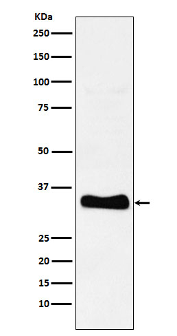 Monoacylglycerol Lipase Antibody in Western Blot (WB)