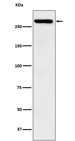 TAF1 Antibody in Western Blot (WB)