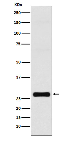Connexin 32 Antibody in Western Blot (WB)