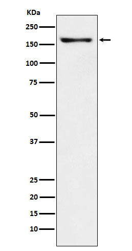 Caspr2 Antibody in Western Blot (WB)