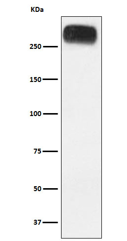 mGluR3 Antibody in Western Blot (WB)