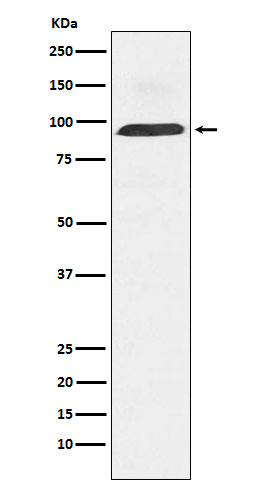 Dynamin 3 Antibody in Western Blot (WB)