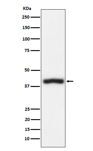 CD1c Antibody in Western Blot (WB)