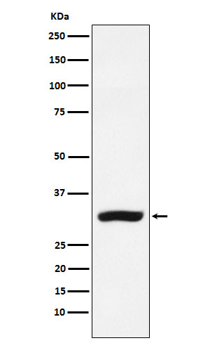 CBR1 Antibody in Western Blot (WB)