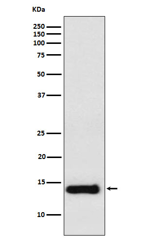 PROK1 Antibody in Western Blot (WB)