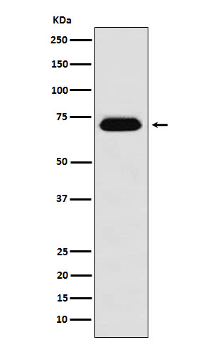 NUP62 Antibody in Western Blot (WB)