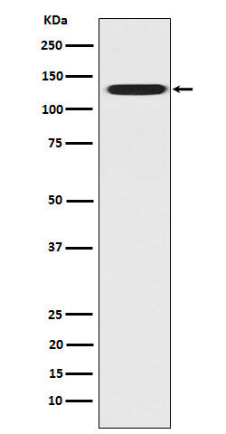 CC2D1A Antibody in Western Blot (WB)
