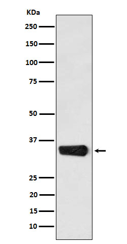 MBD3 Antibody in Western Blot (WB)