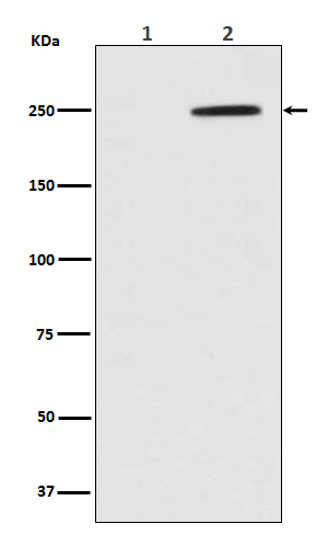 Phospho-GCN2 (Thr899) Antibody in Western Blot (WB)