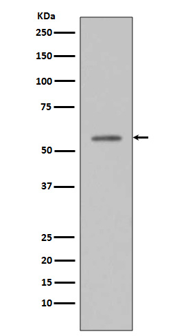 Phospho-p53 (Ser33) Antibody in Western Blot (WB)