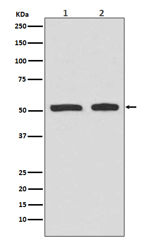 Phospho-p53 (Ser9) Antibody in Western Blot (WB)
