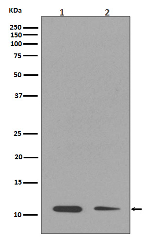 H4K17me1 Antibody in Western Blot (WB)