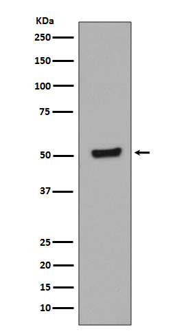 Phospho-p53 (Thr55) Antibody in Western Blot (WB)